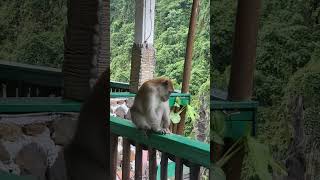 Macaque eating Saturniid moth