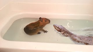 Lizard finds Rat in Tub—Quickly Jumps Inside and Eats It