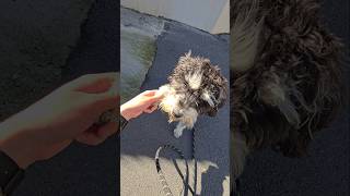 Miniature Schnauzer Gives Paw and Shakes Hand