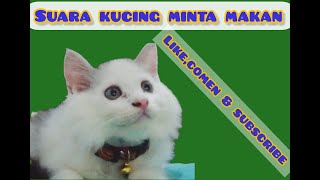 suara kucing minta makan.