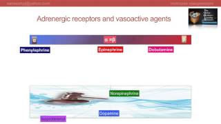 Inotropes and Vasopressors - rationale of choice in ICU Part 1 | Saneesh | AnesthesiaTOOLS