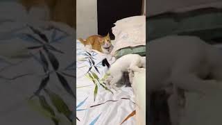 Adorable kittens in play fight #shorts #funnycats #amazingcat