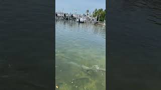 Have you ever seen pets this spoiled? #fishing #florida #shorts #trending #pets #viral  #youtube