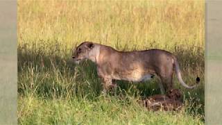 Drive to Maasai Mara Game Reserve, February 26, 2019