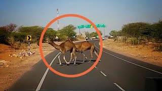 Crash avoided ! Two camels suddenly come in front of a bus in Rajasthan