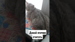 хорошее настроение#кошкамуся #смешныекошки