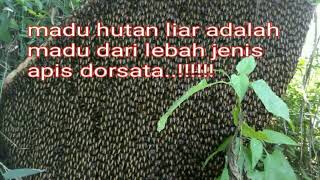 Pemburu madu hutan liar