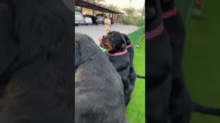 Rottweiler