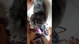 #shortvideo #dogshorts #shihtzu #dog #koko #bathday #vincebanas