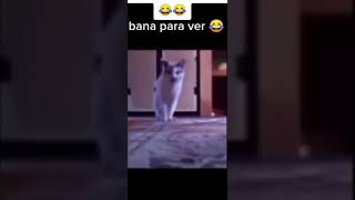 BANA PARA VER KEDİ ÇOK KOMİK 🤣🤣😂 #shorts #short #tiktok #funny