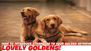 How to Introduce Strangers to Your Golden Retriever