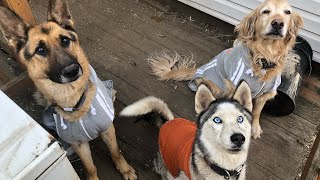 #shorts Siberian Husky and German Shepherd Enjoying The Snow