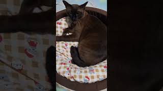 THAI CAT 🇹🇭 แมววิเชียรมาศ แมวนำโชค #shortvideo #shortsfeed #shortsyoutube #short #shorts #cat #แมว