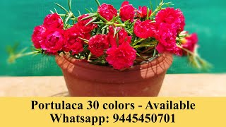 Portulaca 30 colors for sale online - Pathumani Poovu | Whatsapp : 9445450701