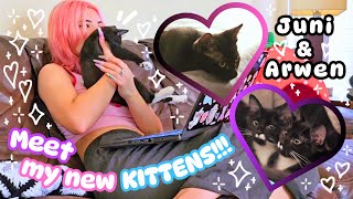 ⋆˚.🐾 I WANTED TO TELL YOU FOR SO LONG!!! 💜 Vlogging with our new rescue kittens 🐈‍⬛.˚⋆