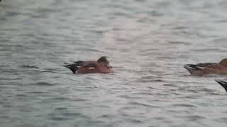 Amerikaanse Smient - American Wigeon - Woerden, NL