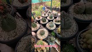 Some of my #cactus #rooftop  #gardening