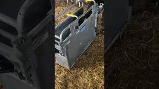 Calf dehorning crate in action #farming #calvingseason #calving