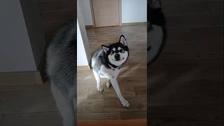 Scratching time 🤣 #funny #alaskanmalamute #funnyvideo #dogshorts #viralvideo #subscribe