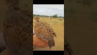 Beauty of SINDH Titir Bird