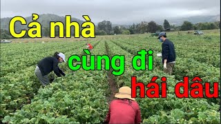 Hái  trái Dâu ở quận trái Cam | Orange County, California | Dung Võ Vàm Cỏ