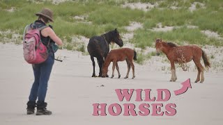 Day in the life of a WILD HORSE researcher | Field work on Sable island