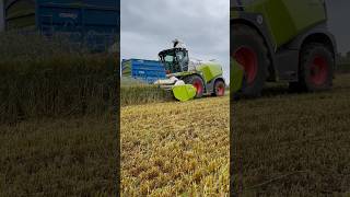 Claas 960 Jaguar chopping wholecrop silage with Fendt alongside #farming #agriculture #claas #fendt