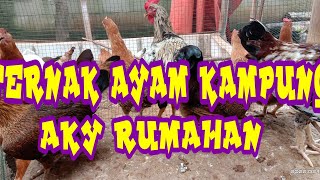 TERNAK AYAM KAMPUNG AKY RUMAHAN