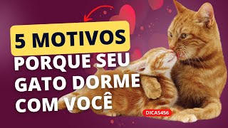 5 MOTIVOS PARA O GATO DORMIR COM VOCÊ