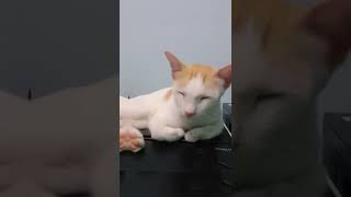 Omg cute cat 😍 | My cute cat 🥰 | Jedag Jedug | Sad music #shorts