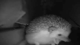 Hedgehog sneezing