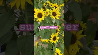 Beautiful Sunflower #asmr  #flowers  #fypシ  #shortsvideo