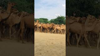 Camels going to village #shorts #shortvideo #youtubeshorts