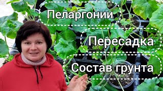 Состояние новых черенков пеларгоний. Пересадка. Ответы на вопросы! 27.12. 2023 г.