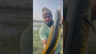 Predator snake head fish catching with frog lure | हमला करने वाली मछली का शिकार| #shorts #fishing