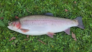 Moorhen trout fishery. Autumn troutfishing, Sunray glass 8' 4# & Kevlar core line, with Bung action!