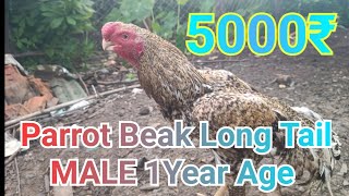 Parrot Beak Long Tail Aseel murga for sale//parrot Beak Long Tail male 1Year Old 8103145060