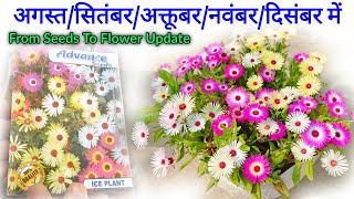 Ice Plant बीज लगाएं / Ice Plant From Seeds How To Grow / Winter Flower Plant Gardening