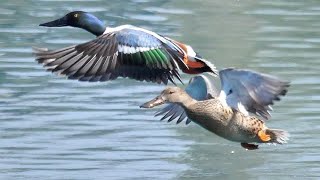 Mestoloni e Folaghe - Shovelers and Coots (Spatula clypeata)