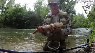 Pesca a Bolognese i Cavedani di Settembre