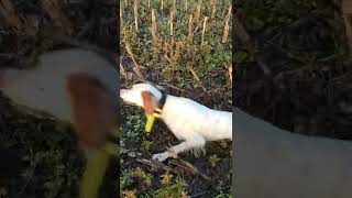 Caccia con il Setter inglese.. recupero dopo una lunga pedinata.