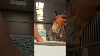 Лошадки.Обед #horse #hotses #animals #feeder #лошади #лошадки