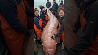 Giant Sea Monsters Caught by Fishermen – Unbelievable Footage! 📹