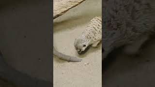 Песок не поделили🤣 #приколы #top #прикол #сурикат #memes #живой #zoo #video #funny #tiktok #shorts