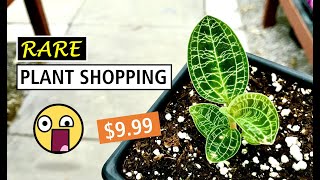 😱 $9.99 Lightning Bolt Jewel Orchid! 😱 Affordable Houseplant Shopping at Larry’s Nursery