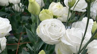 Takii Japan Cut Flower Open House - White Lisianthus Focus