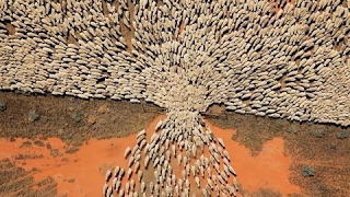 Soсial Experiment - Most people are sheep!