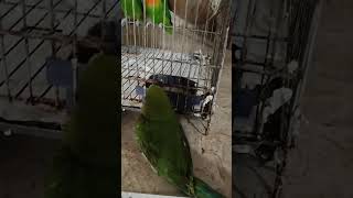 Parrot ringneck with fisher #birds #babybird #hindi #letsexplore777 #shortsvideo #shortsviral