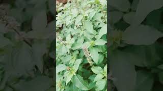 lemon basil growing vigoursly on my terrace after monsoon