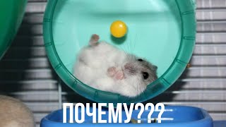 Поечму хомяк не бегает в колесе??? | Причины | Хомкины Будни